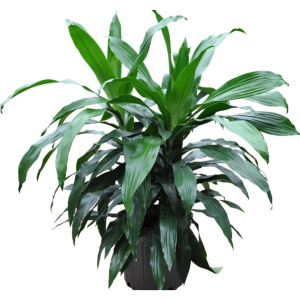Dracaena Janet Craig