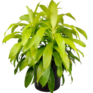 Dracaena Lime