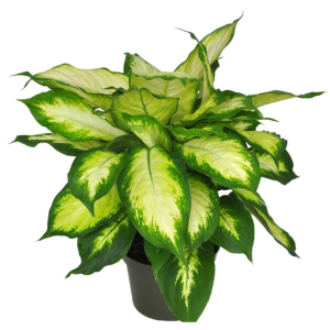 Dieffenbachia
