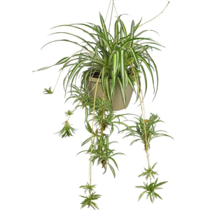Spider Plant