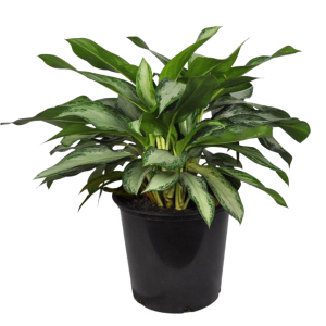 Aglaonema