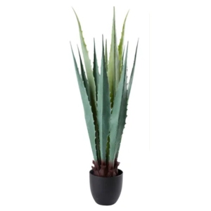 Agave